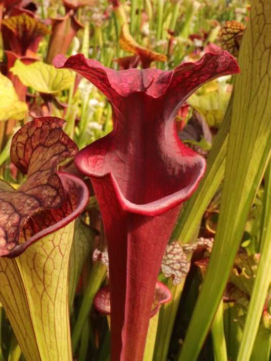 AUCTION 4 : Sarracenia 'Metallized'