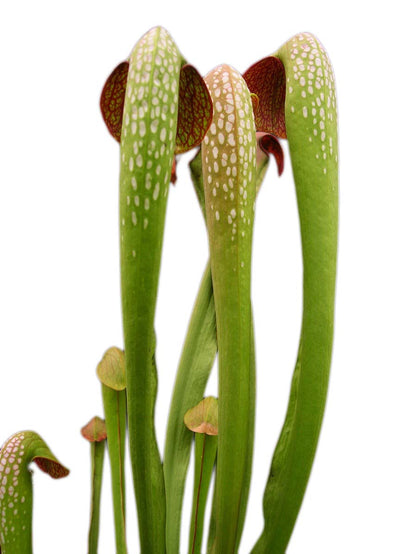 Sarracenia minor var. okefenokeensis "Giant"