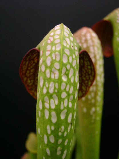 Sarracenia Minor var. okefenokeensis „Giant“ x SELBST