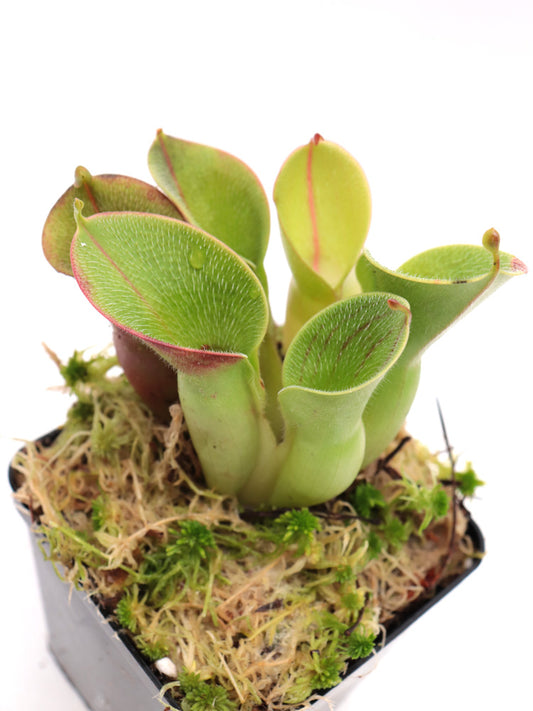 Heliamphora minor var. pilosa Clone 7 AW