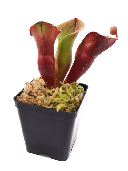 Heliamphora Minor var. pilosa Klon 9 AW