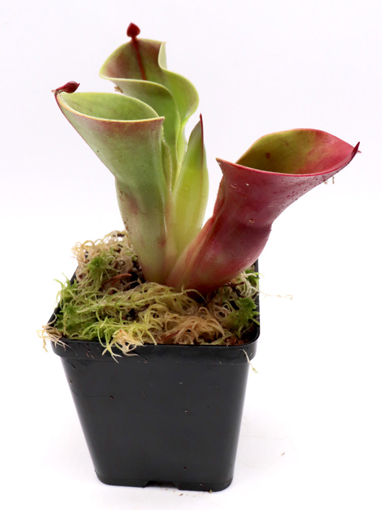 Heliamphora-Minor-Auswahl 5 AW