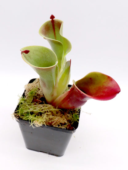 Heliamphora-Minor-Auswahl 5 AW