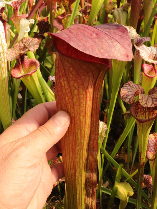 S.x Minor var. okefenokeensis  x flava var. ornata  Srba