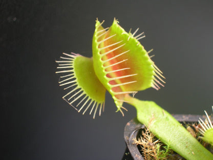 Dionaea muscipula 'Mirror'