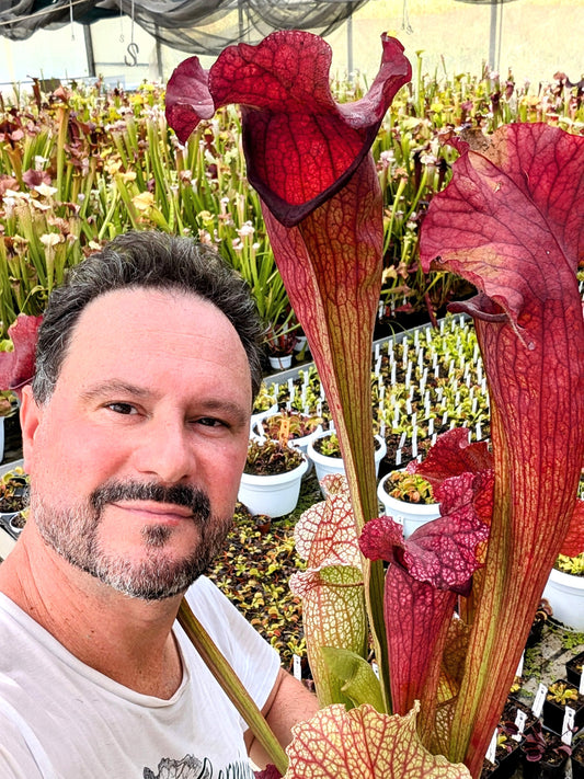 H82 GC Sarracenia "Monna Lisa Sister"