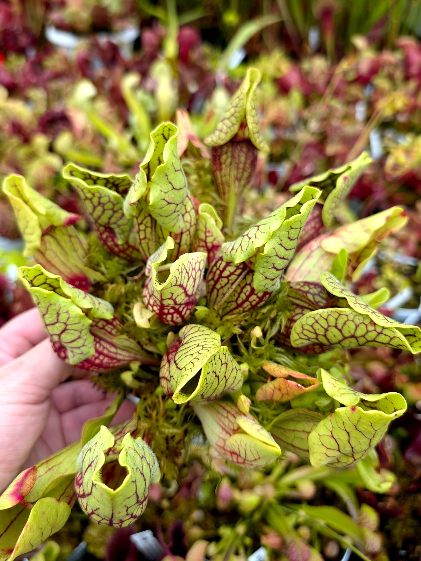 Sarracenia purpurea ssp. venosa  var. montana Transylvania Co.