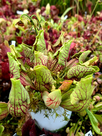 Sarracenia purpurea ssp. venosa  var. montana Transylvania Co.