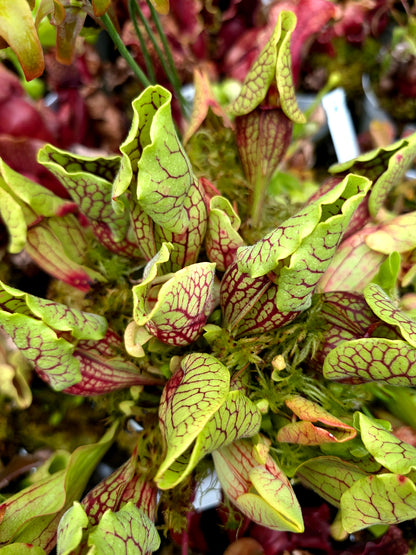 Sarracenia purpurea ssp. venosa  var. montana Transylvania Co.