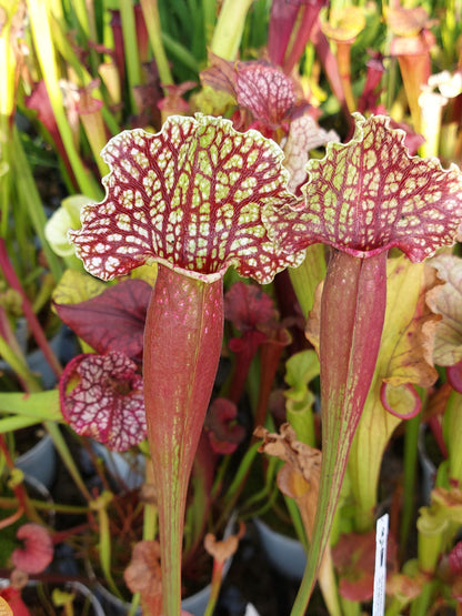 Sarracenia purpurea var. montana x leucophylla alba