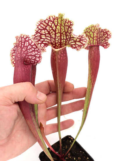 Sarracenia purpurea var. montana x leucophylla alba