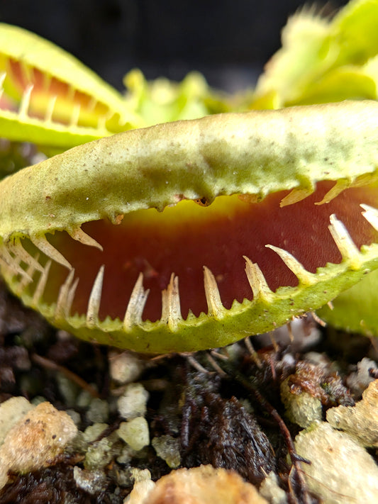 Dionaea muscipula "GJ Montecore"