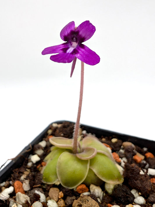 Pinguicula moranensis „Dunkelviolette Blume“