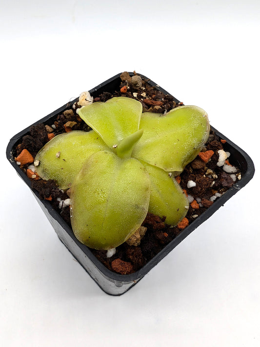 Pinguicula moranensis "Big Clone"  1960