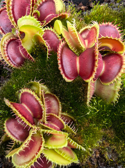 Dionaea muscipula "Mutant#1"