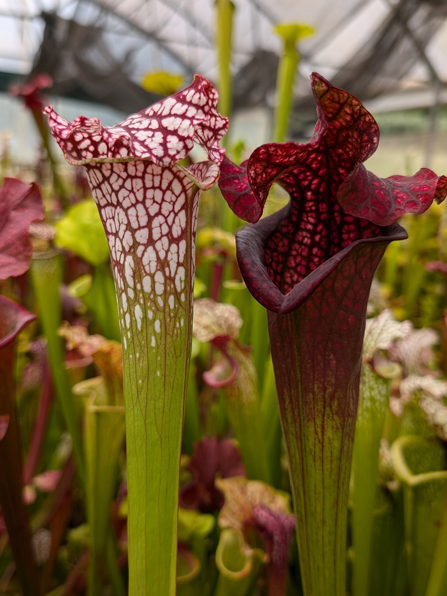 H46 GC Sarracenia „Mystica“