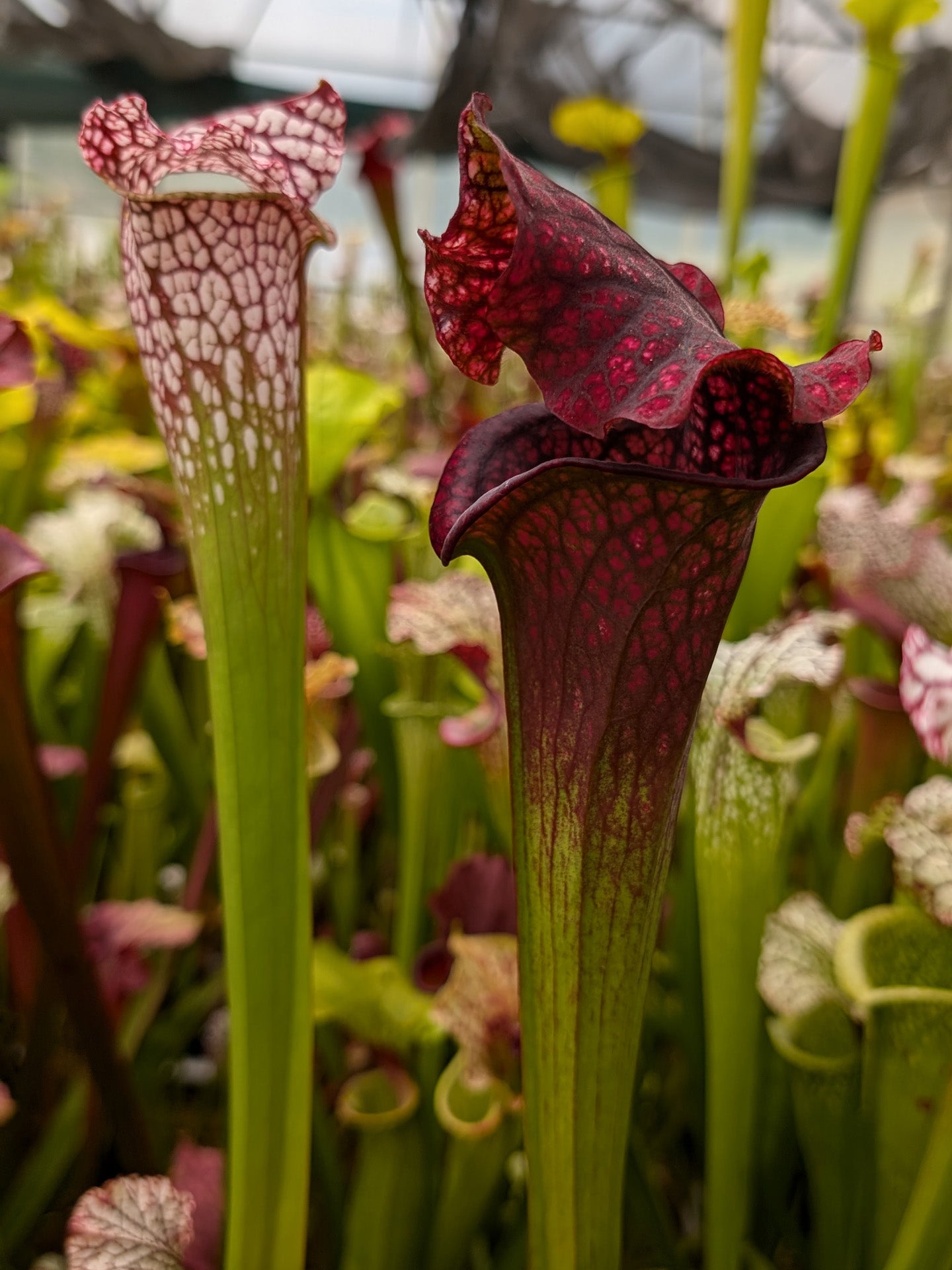 H46 GC Sarracenia "Mystica"