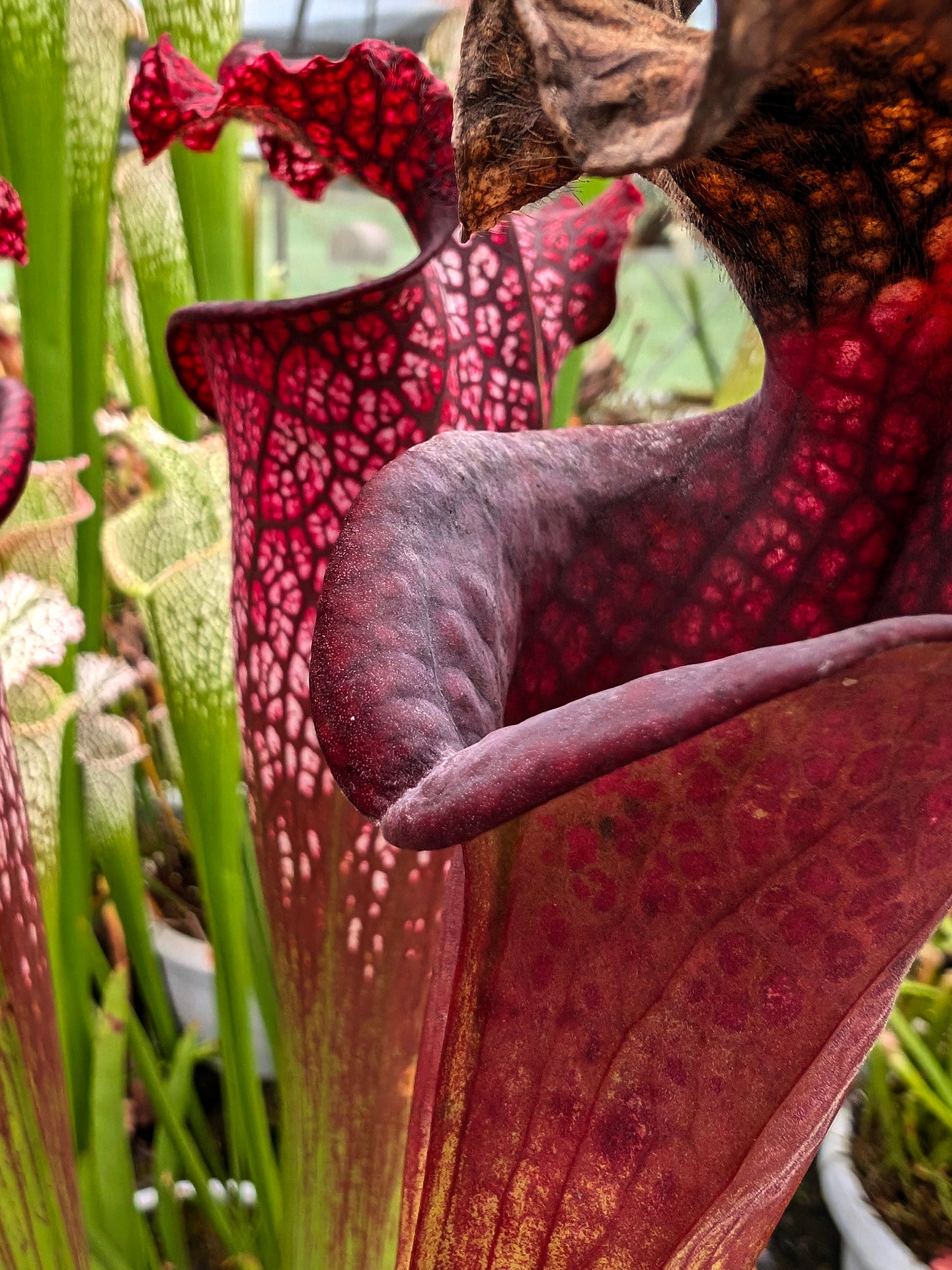 H46 GC Sarracenia "Mystica"