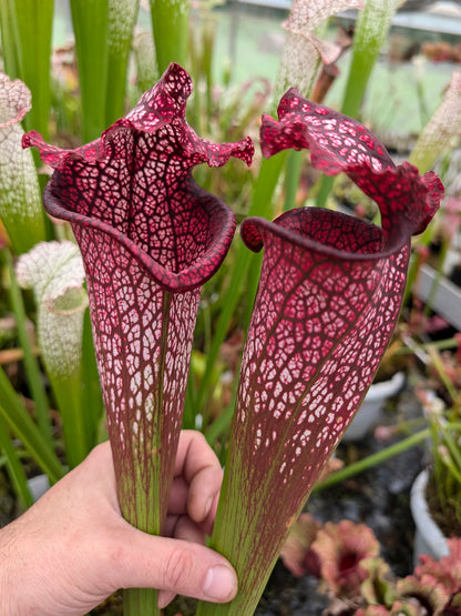 H46 GC Sarracenia "Mystica"