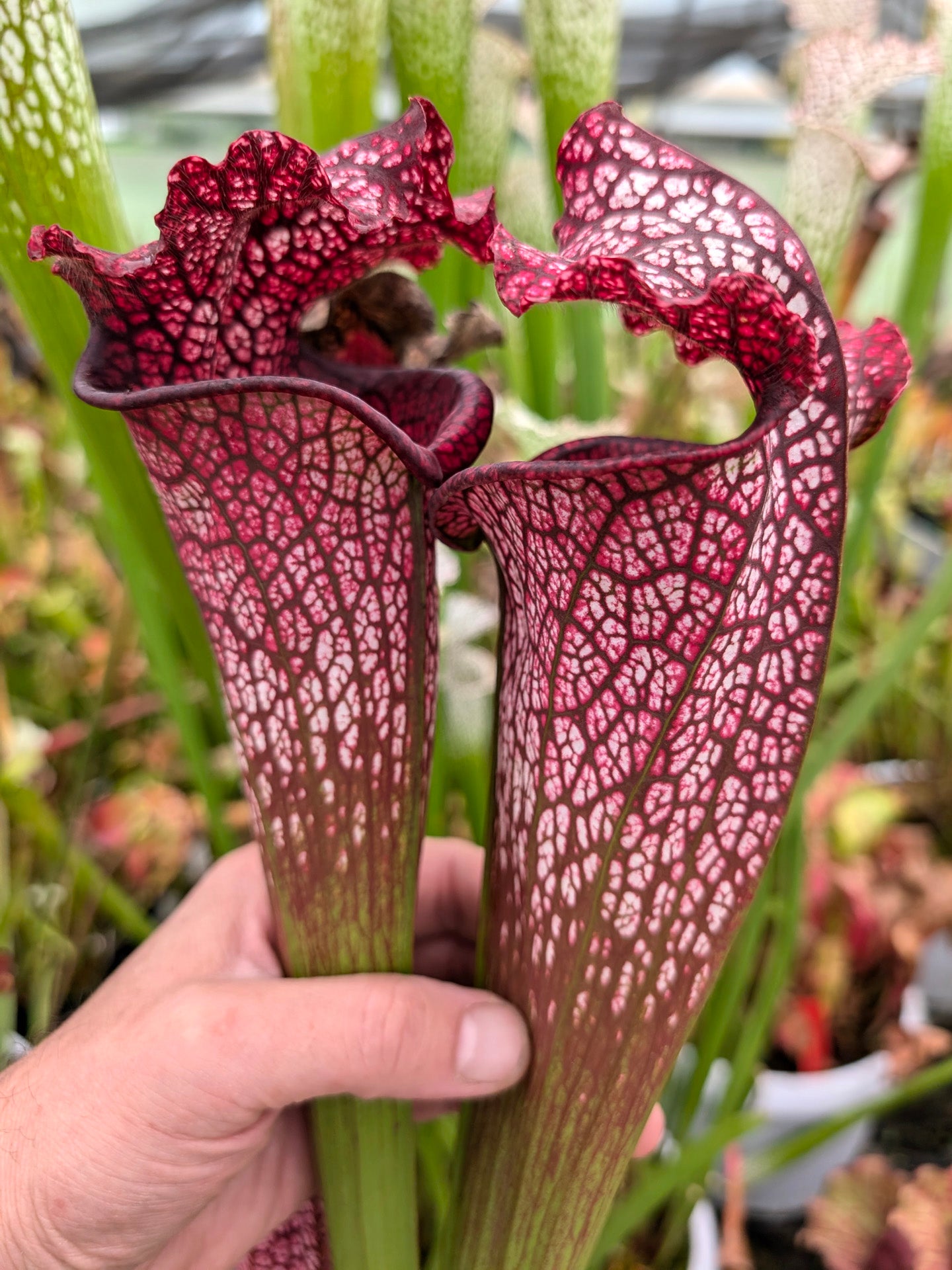 H46 GC Sarracenia "Mystica"