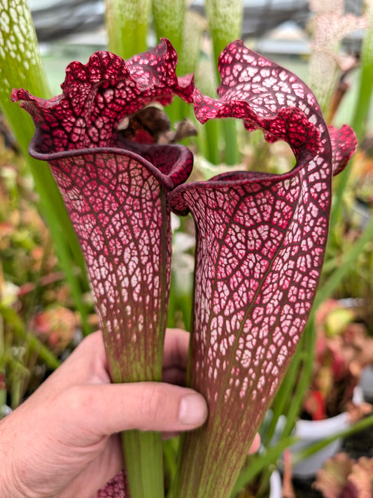 H46 GC Sarracenia „Mystica“