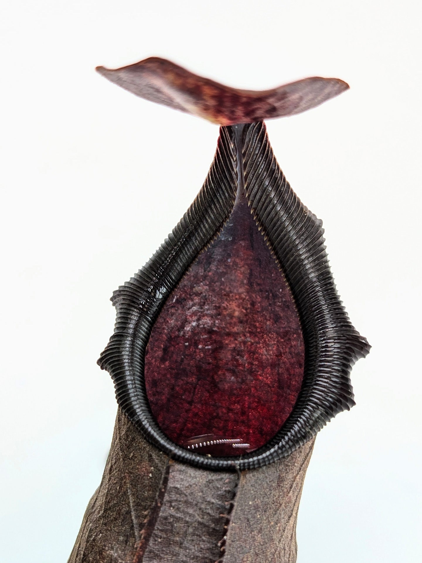 Nepenthes naga "Dark"