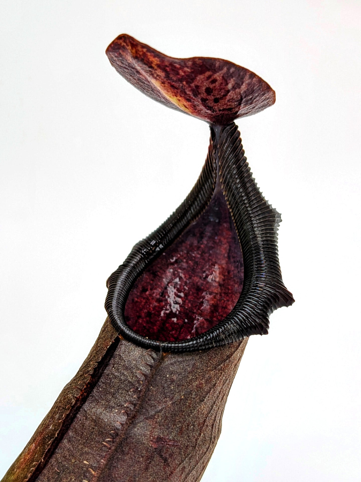 Nepenthes naga "Dark"