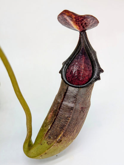 Nepenthes naga "Dark"