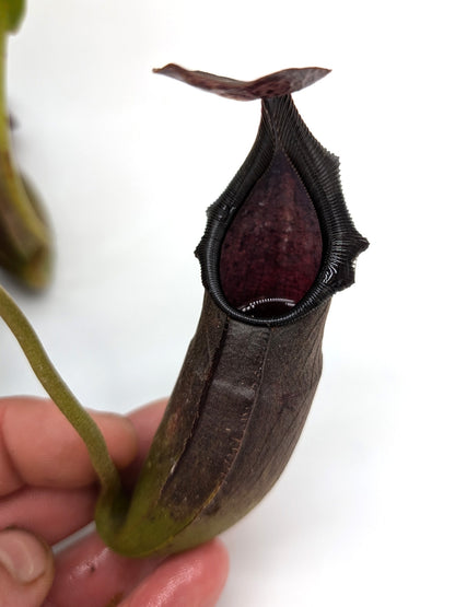 Nepenthes naga "Dark"