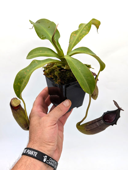 Nepenthes naga "Dark"