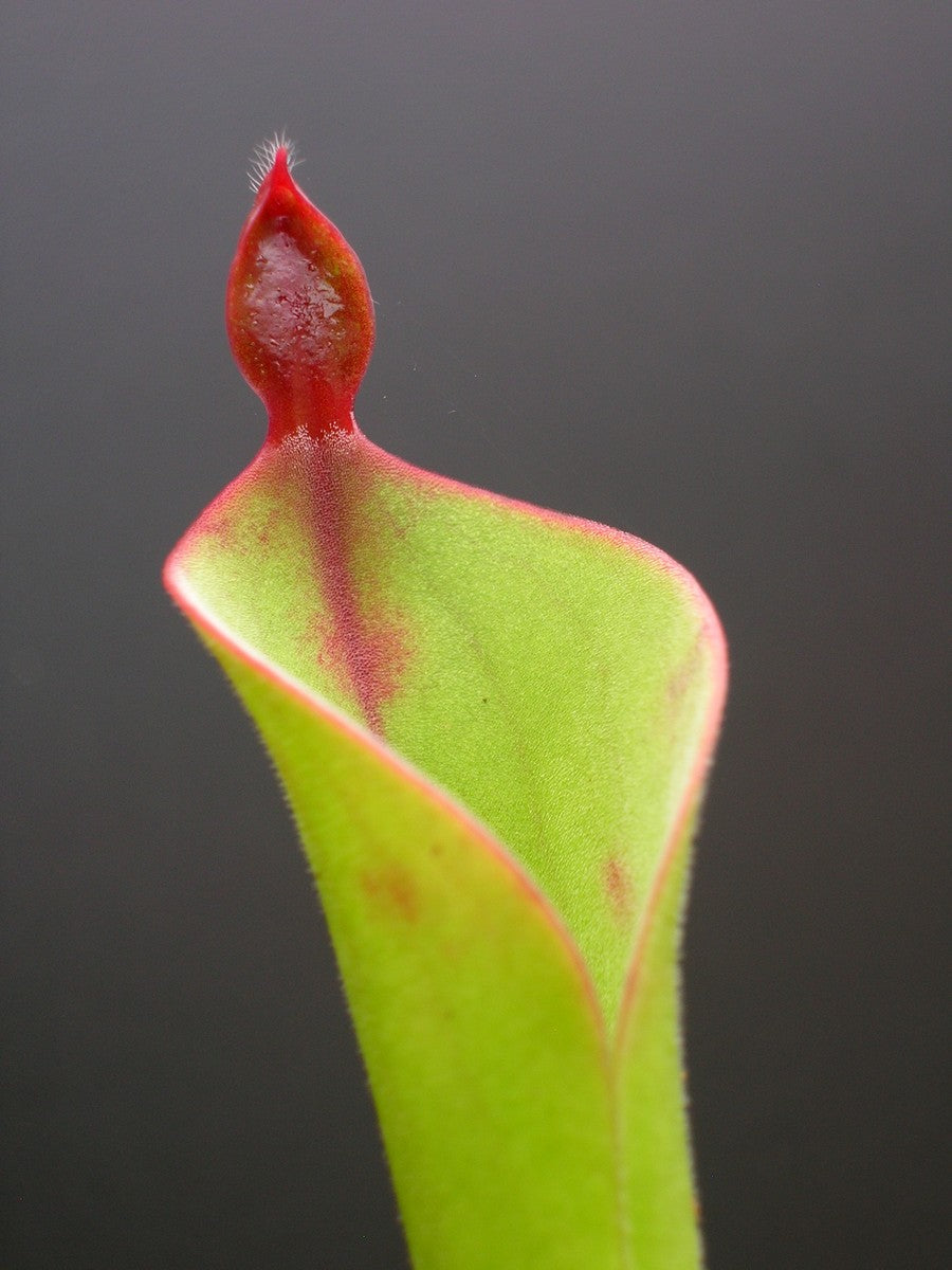 Heliamphora parva Cerro Neblina, Venezuela