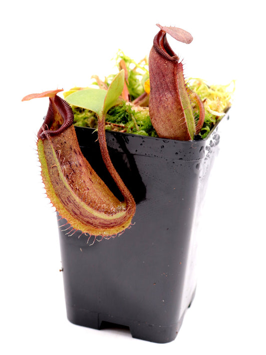 Nepenthes nebularum   Mount Mayo