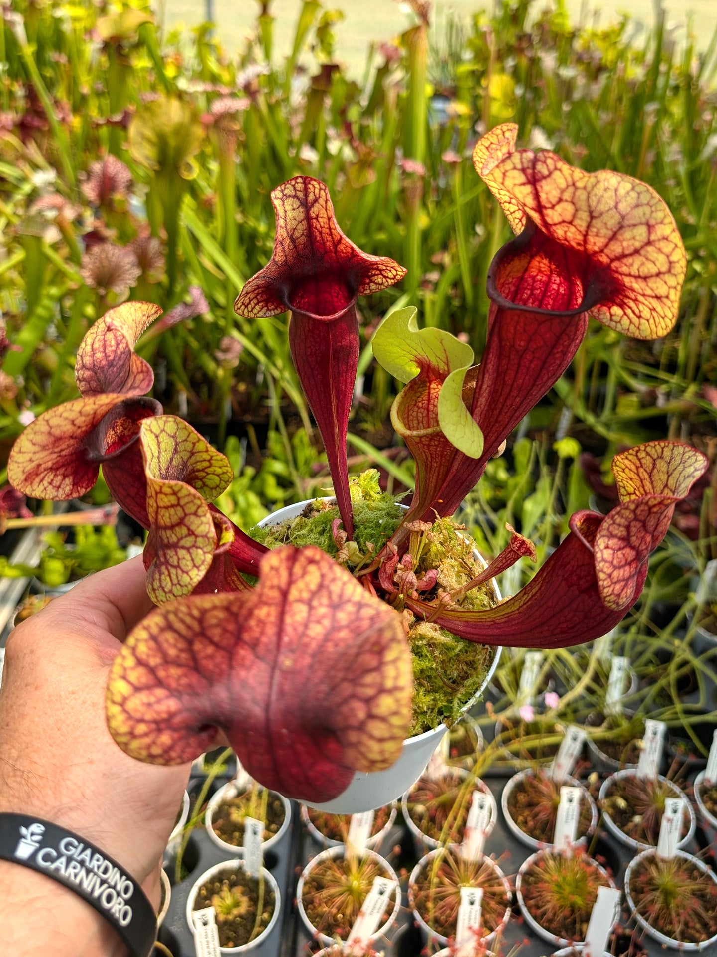 H132 GC  Sarracenia "Nefertiti"