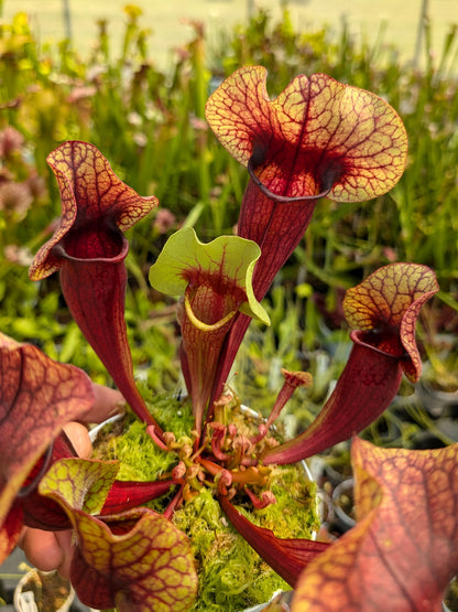 H132 GC  Sarracenia "Nefertiti"