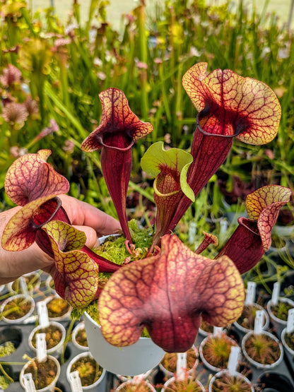 H132 GC  Sarracenia "Nefertiti"