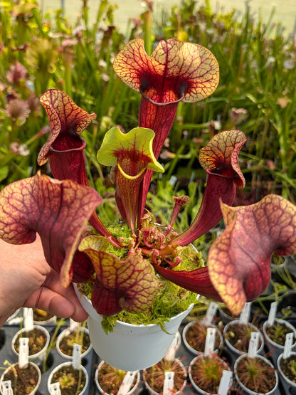 H132 GC  Sarracenia "Nefertiti"