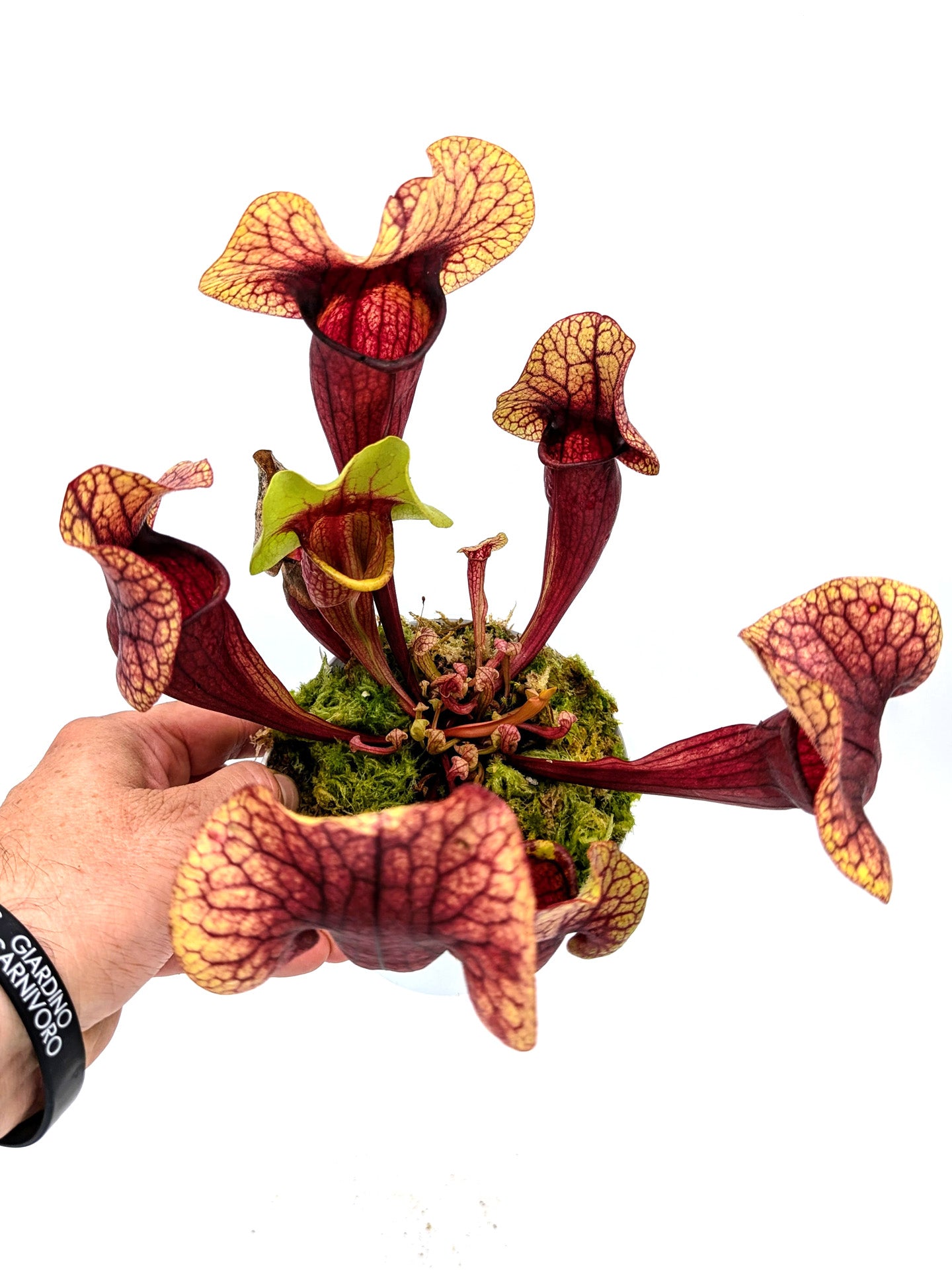 H132 GC  Sarracenia "Nefertiti"