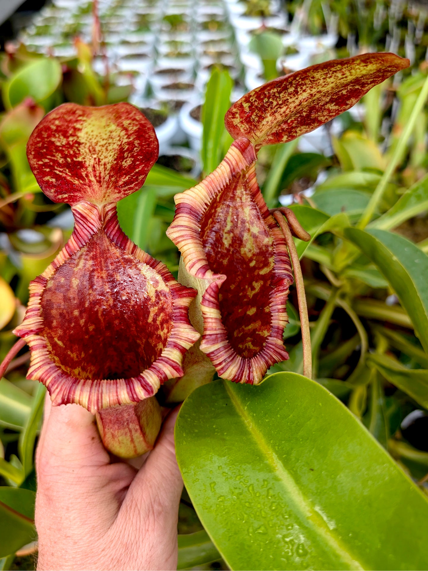 Nepenthes x „Briggsiana“ Lowii x ventricosa