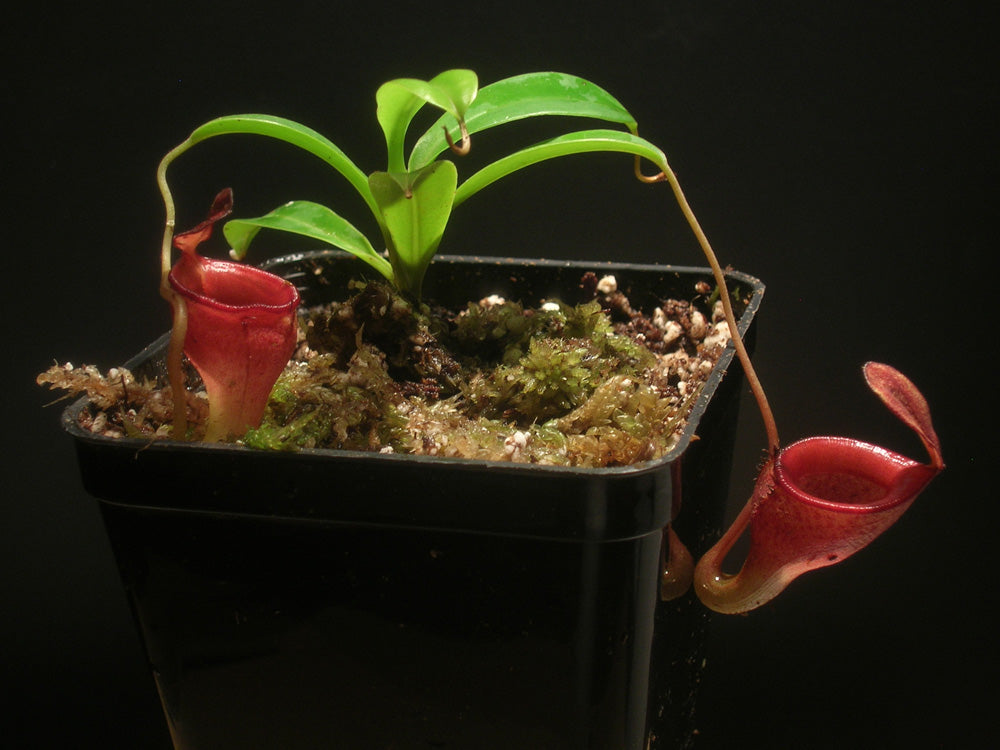 Nepenthes Jamban  Barisan Mountain, Sumatra