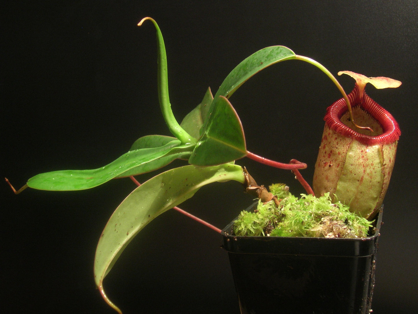 Nepenthes sibuyanensis Guiting-Guiting, Philippinen