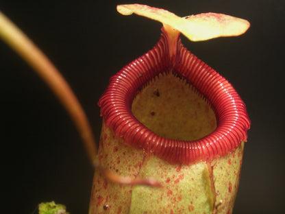 Nepenthes sibuyanensis Guiting-Guiting, Philippinen