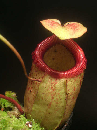 Nepenthes sibuyanensis Guiting-Guiting, Philippinen