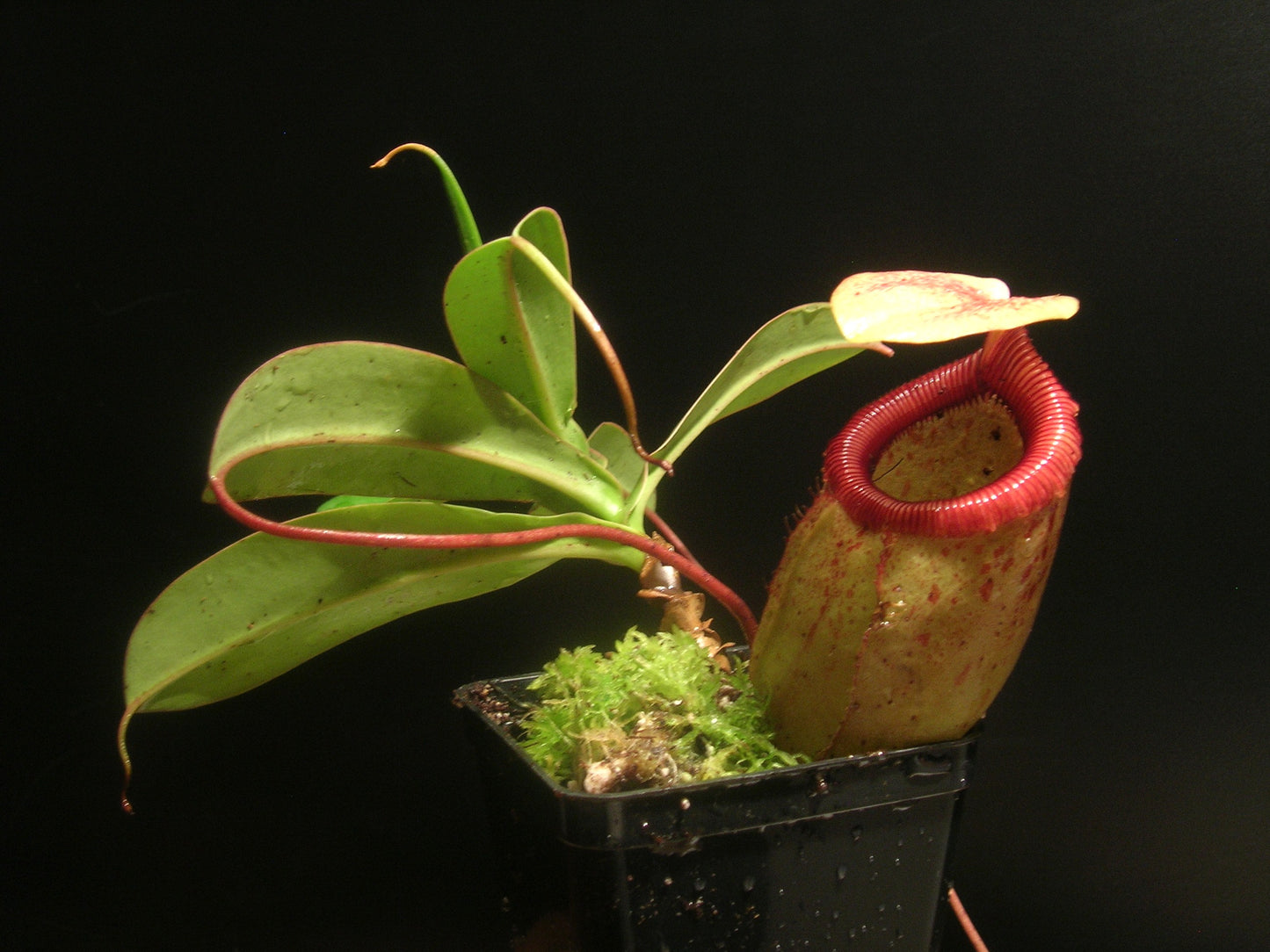 Nepenthes sibuyanensis Guiting-Guiting, Philippinen