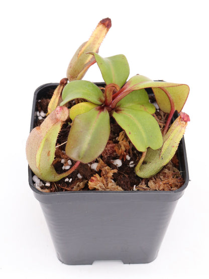 Nepenthes clipeata Klon 16-02 AW