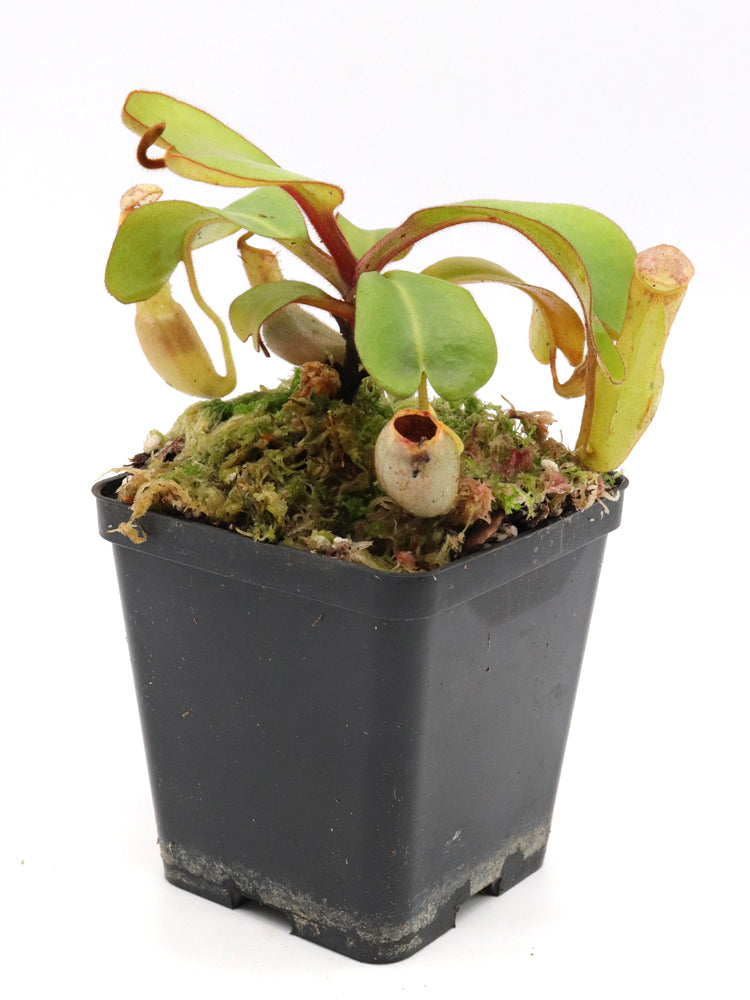 Nepenthes clipeata Klon 16-02 AW