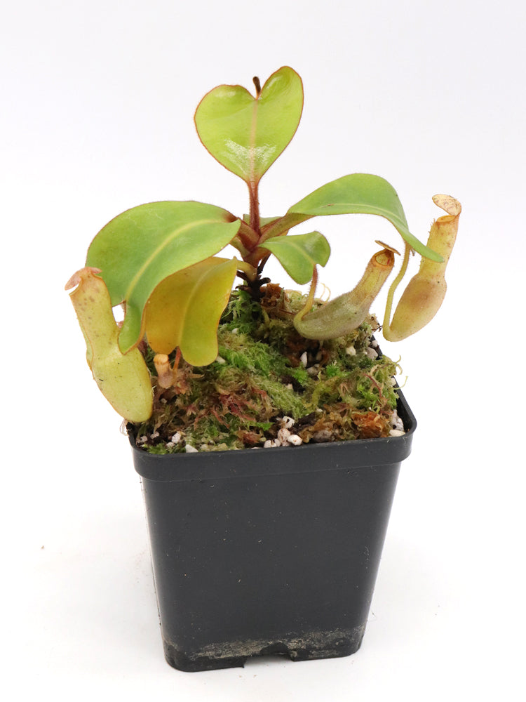 Nepenthes clipeata Klon 16-02 AW