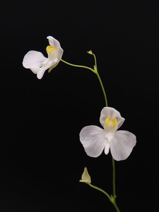 Utricularia nephrophylla