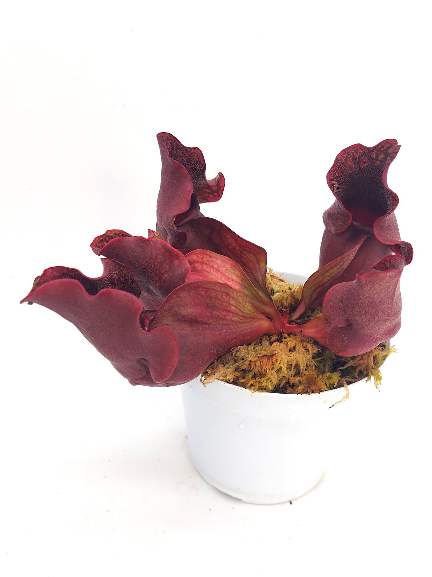 Sarracenia purpurea ssp. venosa "Very red" North of Supply