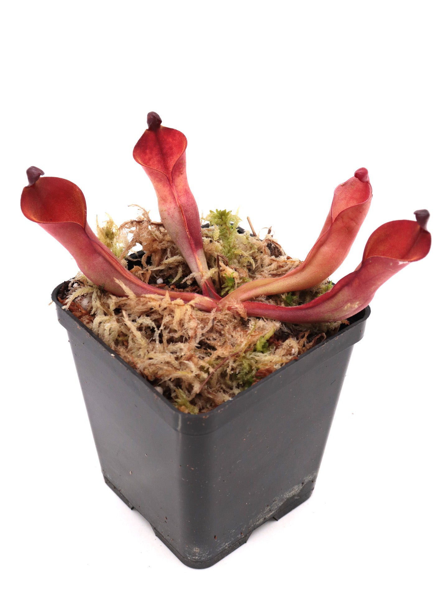 Heliamphora nutans  Kukenan Tepui