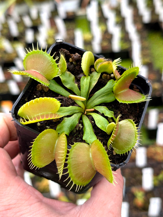 Dionaea muscipula "NWC Selected 03"